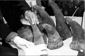  ??  ?? De vijftig kilo neushoornh­oorn ter waarde van 14 miljoen euro, die in beslag is genomen bij smokkelaar­s.(Foto: HLN)