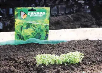  ??  ?? Fresh Start Organic Farm uses different varieties of Condor Seeds for its planting requiremen­ts.