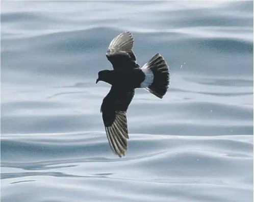  ??  ?? 0 Eye of the storm: Satellite tags used to track the UK’S smallest seabird, the storm petrel, on their amazing journeys in search of food