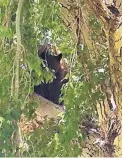  ?? SOURCE: APD ?? A large male black bear was found lounging in the high branches of a cottonwood tree in the Towne Park community Wednesday afternoon.