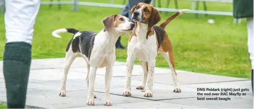  ??  ?? DNS Poldark (right) just gets the nod over RAC Mayfly as best overall beagle
