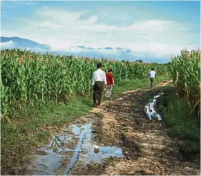  ??  ?? Improving access: Farmers walk in their farm outside Yebu village in Myanmar. Proximity is looking to aid smallholde­rs increase yield. — Reuters