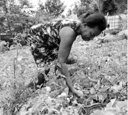  ??  ?? Elaine Simpson, farmer from Melsam, South East St Elizabeth, picks tomatoes despite the fact that there’s no market at the moment because of the shut down of the hotel sector due the COVID-19 virus.