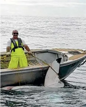  ?? FAIRFAX ?? A 4.6m great white shark is caught in the beach shark net off Maroubra beach, Sydney.