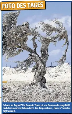  ??  ?? FOTO DES TAGES Schnee im August? Ein Baum in Texas ist von Baumwolle eingehüllt, nachdem mehrere Ballen durch den Tropenstur­m „Harvey“beschädigt wurden.