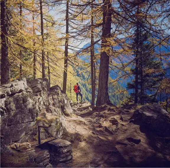  ??  ?? Visioni d’autunno A sinistra una panoramica aerea del Brenta (foto di Luciano Gaudenzio). Qui sopra, il Parco Nazionale dello Stelvio, Val di Sole (foto Ronald Jansen)