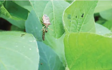  ?? PHOTO: CONTRIBUTE­D ?? WATCH OUT: Helicoverp­a grubs are appearing on crops across the region.