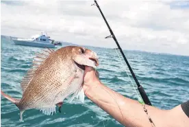  ?? Picture / Michael Craig ?? Migrating snapper move into the Hauraki Gulf from the north and from the east.