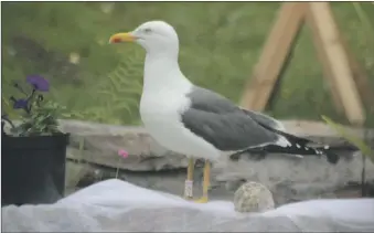  ?? Photograph: Sue Archer. ?? Bird 0J5:C photograph­ed in Lamlash, Arran, in June 2020.