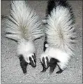  ?? JON HAMMOND / FOR TEHACHAPI NEWS ?? The two baby skunks with lots of white coloration.