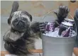  ?? PEPSICO ?? Mountain Dew’s “puppymonke­ybaby” got mixed reviews.