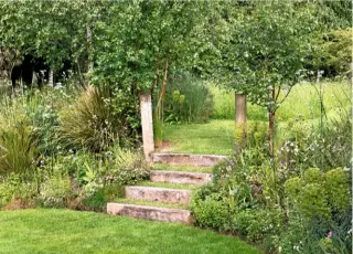  ??  ?? Reclaimed wood steps flanked by birches and banks of fleabane, libertia, grasses and euphorbia, lead from the lawn to the wild flower meadow.