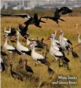  ??  ?? White Storks and Glossy Ibises