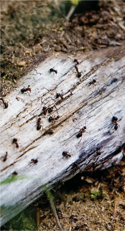  ?? Bild: HASSE HOLMBERG ?? BORTKÖRDA? Är man en myra får man finna sig till rätta.