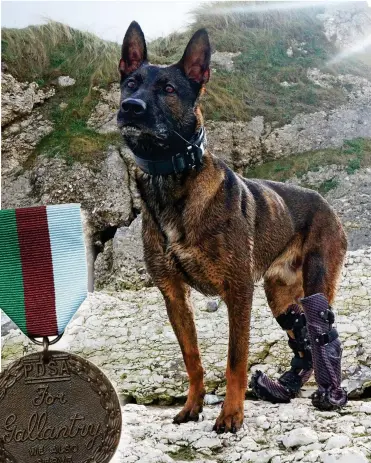  ??  ?? Dog of war: Kuno, whose extraordin­ary actions saved lives, with his prosthetic paw. Inset: The Dickin medal