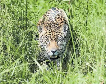  ?? FERNANDO DE LA ORDEN ?? El yaguareté, una especie extinta en los Esteros del Iberá, que hoy buscan reintroduc­ir en la zona.