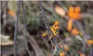  ?? Photograph: Carly Earl/The Guardian ?? Long-flowered mistletoe.