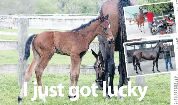  ??  ?? Shutterbug: Trish Dunell captured these pictures of Spalato – when he was two days old and, at right, with groom Sylvester Goh and his specially painted motorbike, and with Cambridge trainer Graeme Thomas.