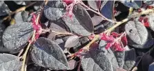  ?? Brandi Keller/Contributo­r ?? ‘Cerise Charm’ loropetalu­m is a compact, mounded, dwarf. It features burgundy flowers and dark plum foliage.