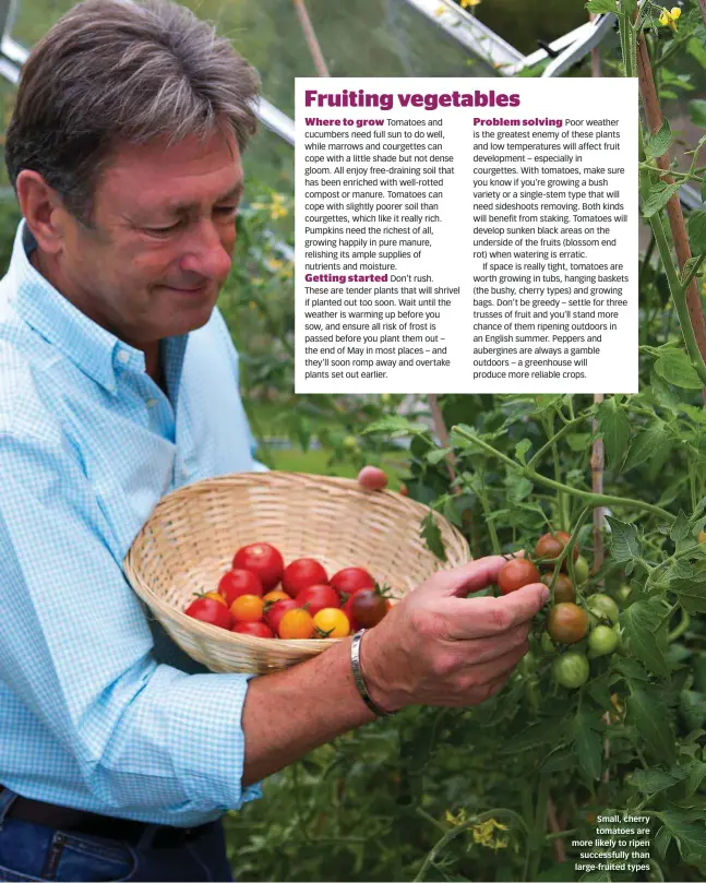  ??  ?? Small, cherry tomatoes are more likely to ripen successful­ly than large-fruited types