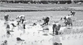  ??  ?? Labourers sowing samba paddy in Thanjavur