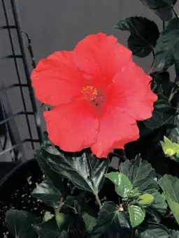  ?? PHOTO KAREN BOWEN ?? Tropical hibiscus grows well in our area; and depending upon the variety, has white, pink, red, orange, purple or yellow flowers. This variety with bright-red blooms is called ‘Brilliant’.