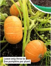  ??  ?? Leave only three to five pumpkins per plant