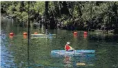  ?? PATRICK CONNOLLY/ORLANDO SENTINEL ?? Kayakers keep a watchful eye over a manatee that entered the spring run at Blue Spring State Park in Orange City in June 2019.