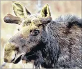  ?? SUBMITTED PHOTO/TED BUSBY ?? Moose can be quite common in northern Cape Breton.