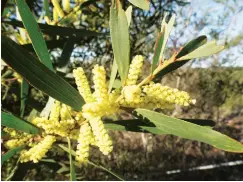  ??  ?? Long-leafed wattle (Acacia longifolia) in flower.