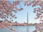  ?? KAREN BLEIER/AFP/GETTY IMAGES ?? The Washington Monument framed by blossoms.