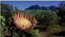  ??  ?? Bosque de fynbos en África del Sur