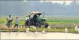  ??  ?? From the first week of February, mustard and lentil were harvested on the land. SAMIR JANA/HT