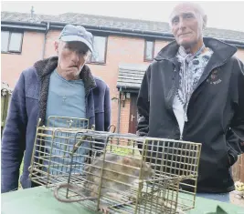  ??  ?? Residents Paul Reay, left, and Jimmy Smart catch one of the rats which are overrunnin­g the area; right, rats invade a bird table.