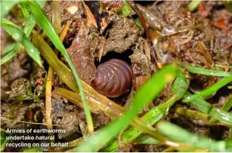  ?? ?? Armies of earthworms undertake natural recycling on our behalf