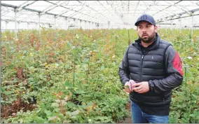  ?? PHOTO BY KEVIN HECTEMAN ?? Chris Neve, a third-generation grower, looks over a greenhouse at Neve Bros. in Petaluma. This flower farm largely got out of the red-rose business in the face of a rising tide of imports, which opened the door for Neve to focus on a wider array of colors for weddings, special events and other occasions year round.