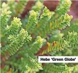  ?? ?? Hebe ‘Green Globe’