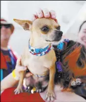  ??  ?? Karen Hughes of Las Vegas holds a potential new family member during the Clear the Shelters event at the Animal Foundation.