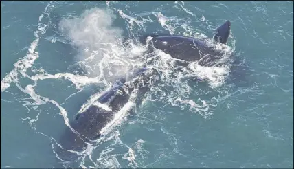  ?? THE CANADIAN PRESS/HO-CENTER FOR COASTAL STUDIES ?? It’s believed North Atlantic right whales have been calving in different locations than in the past, says an official for the Center for Coastal Studies.