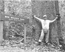  ??  ?? A member of the media posing next to the Big Belian Tree.