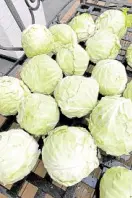  ??  ?? Some of the 750 kg of cabbage brought down from Benguet