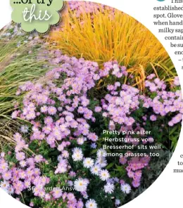  ?? ?? Pretty pink aster ‘Herbstgrus­s vom Bresserhof’ sits well among grasses, too