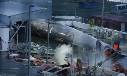  ?? Photograph: Robert Read/Sea Shepherd Global/AFP/Getty Images ?? A whale awaiting slaughter at a whaling station in Hvalfjörðu­r, Iceland, in 2018.