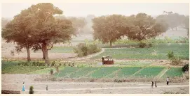  ??  ?? En pueblos como Mbar Toubab, gracias a esta muralla de árboles, ahora es posible cultivar hortalizas para vender.