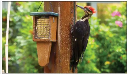  ?? AP/DEAN FOSDICK ?? A pileated woodpecker chips away at a pergola after visiting a suet feeder designed especially for the bird’s length. Woodpecker­s often poke holes in trees, posts and cedar siding in their search for insects to eat.