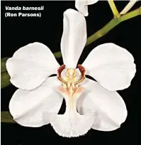 ??  ?? Vanda barnesii The major problem for every species in the Philippine­s is the destructio­n of the natural habitat, and over-collection.