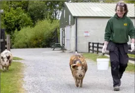  ??  ?? Wilma and Betty, Kune Kune pigs, with owner Ann O’Connor.