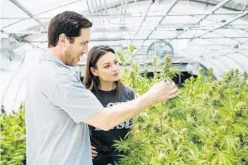  ?? COURTESY ?? Agricultur­e Commission­er Nikki Fried examines a marijuana plant in this photo posted on her Twitter account.