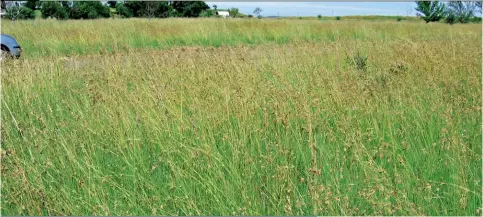  ??  ?? BO: ’n Mooi stuk rooigrasve­ld ( Themeda triandra) in die Vrystaat.