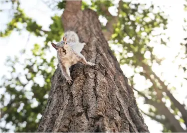  ?? PICTURE: HENK KRUGER ?? WHAT’S UP? A squirrel stops briefly while cavorting on a tree trunk and looks into the lens of the camera at the Company’s Garden.